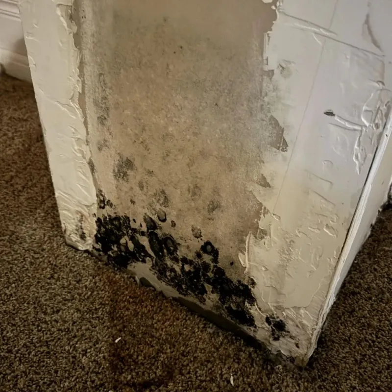 Professional Mold Removal in Chippewa Falls, WI